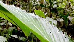grasshopper lik a a leave Stock Footage