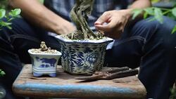 man taking care of a bonsai Stock Footage