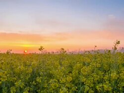 HD Motion Time-Lapse: Sun Rising Over The Canola Field Stock Footage