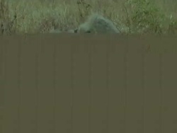 MS adult Yellow Baboon carrying baby, second Baboon trying to take baby, Tanzania Stock Footage