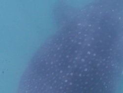 Whale Shark (Rhincodon typus) Stock Footage