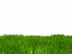 Isolated grass Stock Footage