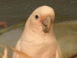 Medium Close Up hand-held - A pink cockatoo blinks. / USA Stock Footage
