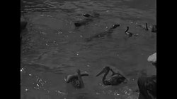 Pelicans swimming around in pool at IL's Brookfield Zoo News Clip