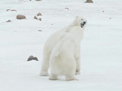 MS PAN Two polar bears fighting each other / Churchill, Manitoba, Canada Stock Footage