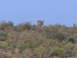 Lioness prowling in Sanbona Wildlife Reserve News Clip