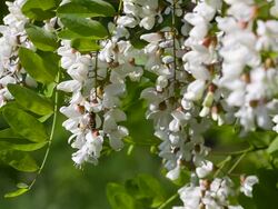 Flowering of acacia. Bee collecting nectar from acacia flowers. Stock Footage