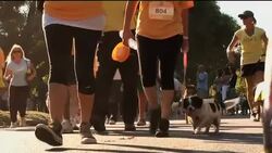 The growing problem of Argentina's obese pets Instructional Video