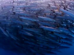 School of Baracuda Stock Footage