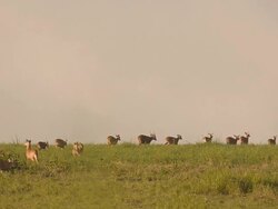 crowd of deer walk follow Stock Footage