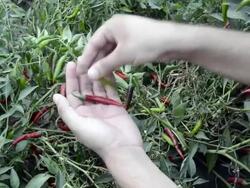 Red and Green Chilli Stock Footage