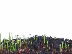 Growing grass Stock Footage