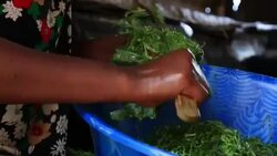 Cutting Greens Stock Footage