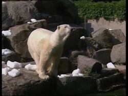 VOICER  Fish removed from lake and polar bears suffer in heat News Clip