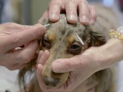 Acupuncture Therapy For Dogs Attracts Dog Owners Stock Footage