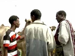 Ethiopian men selling a camels at camel market Stock Footage