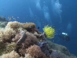 Divers near yellow feather star and coral, Southern Visayas, Philippines Stock Footage