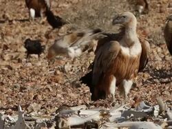 Eurasian griffonÃ‚Â Ã‚Â (Gyps fulvus) in the negev, fiding on carcass  Stock Footage
