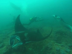 Mantas with shark bite, camera moves among many, Mozambique  Stock Footage