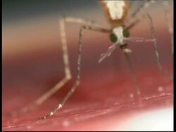 CU mosquito (Anopheles stephensi) probing skin before flying off Stock Footage
