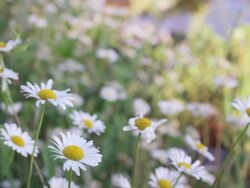 CU R/F Wildflowers on Long Pond / Maine, United States Stock Footage