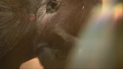 Temperatures in parts of the Deep South remained near freezing on Friday. At Zoo Atlanta, computers and tools kept gorillas busy during the cold snap. (Jan. 9) News Clip