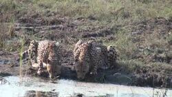 cheetah Stock Footage