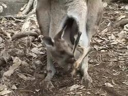 Mother kangaroo Stock Footage
