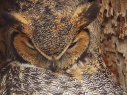 CU Great horned owl in nest / Boulder, Colorado, United States Stock Footage