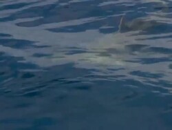 Great hammerhead shark, Sphyrna mokarran, close to surface, Bahamas  Stock Footage