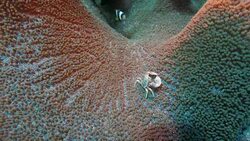 Tiny crab hiding in sea anemone Stock Footage