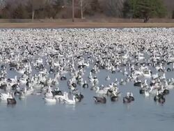 Duck Migration 003 1080p24 Stock Footage