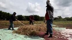 CLEAN : Central America tests drought resistant miracle beans News Clip