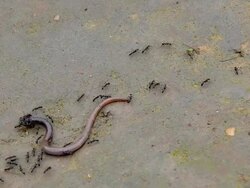 Ants prey on earthworm Stock Footage