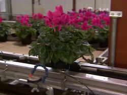 Shot of machinery moving potted flowers onto a large wooden surface. Stock Footage