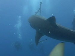Tiger Shark (Galeocerdo cuvier) Stock Footage