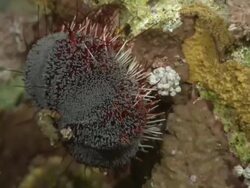 Sea Urchin shorter grey body arms with longer reddish spines sitting on reef wall, Egypt, Red Sea  Stock Footage
