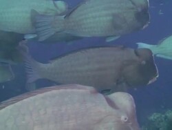 Bumphead Wrasse Stock Footage