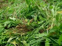 Group of people weed crops Stock Footage