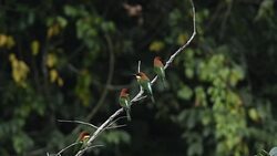 The life of Birds Stock Footage