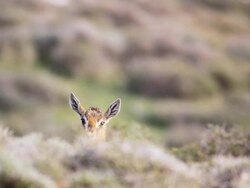 MS Shot of Immature mountain gazelle hides behind vegetation and looking toward / Jerusalem, Judea, Israel Stock Footage