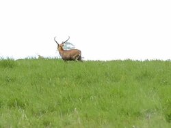 stag walk on grassland Stock Footage