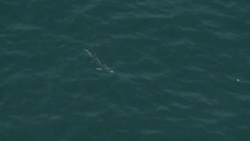 A shark swims in calm water. Stock Footage