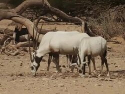 Arabian Oryx (Oryx leucoryx) eating near acacia trees Stock Footage