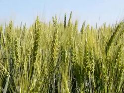 Young wheat cultivars prior to summer harvest Stock Footage