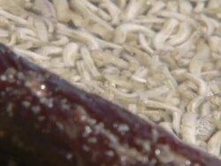 MS R/F Shot of Teaming mass of bamboo fly larvae wriggling in pools of water with sand fleas walking on washed up kelp in FG / Namaqualand, Northern Cape, South Africa Stock Footage