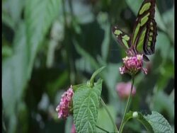 MCU Large green and black butterfly feeding on flowers, South America Stock Footage
