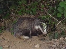 MS SLO MO Shot of European badger pair standing at entrance / Calvados, Normandy, France Stock Footage