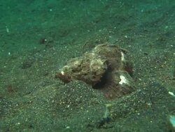 Scorpionfish, Dwarf White devil, on muck bottom, close up, Indonesia  Stock Footage
