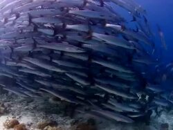 School of fish Stock Footage